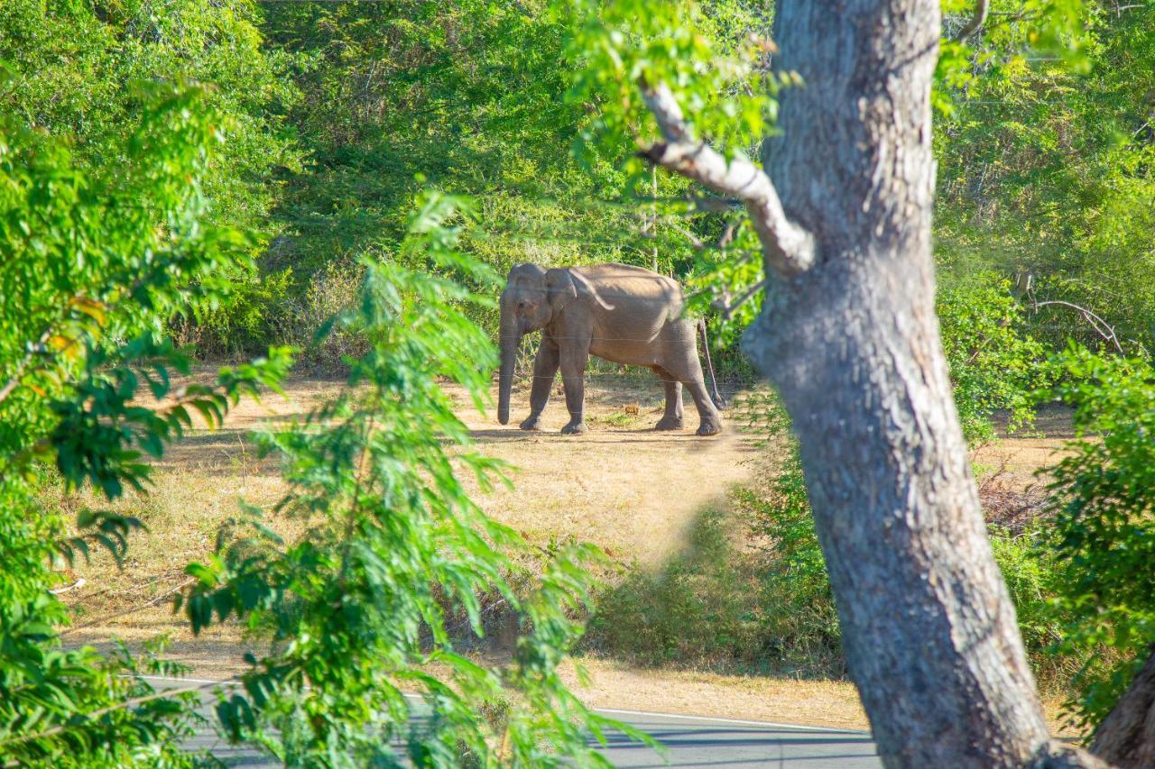 Ali Weta Safari Resort Udawalawe Exterior foto
